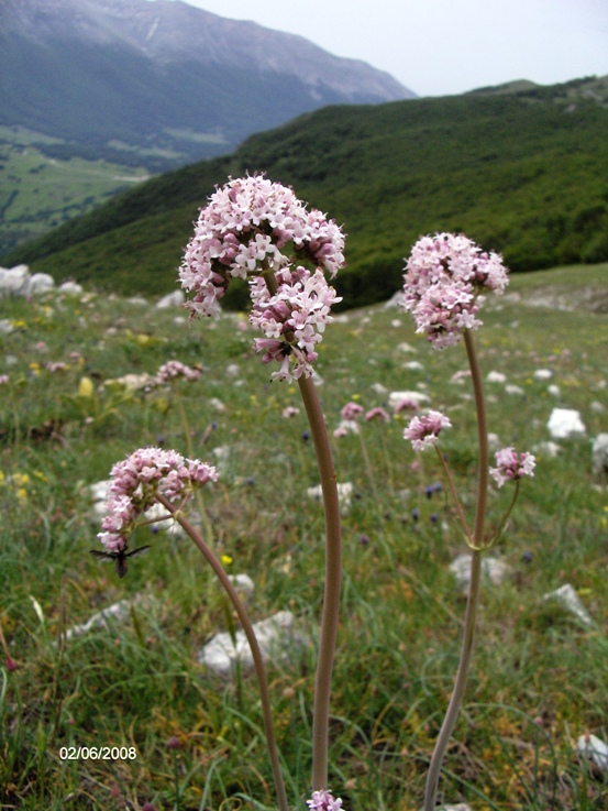 Valeriana tuberosa / Valeriana tuberosa